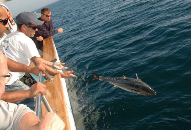  Rilascio di piccole catture 